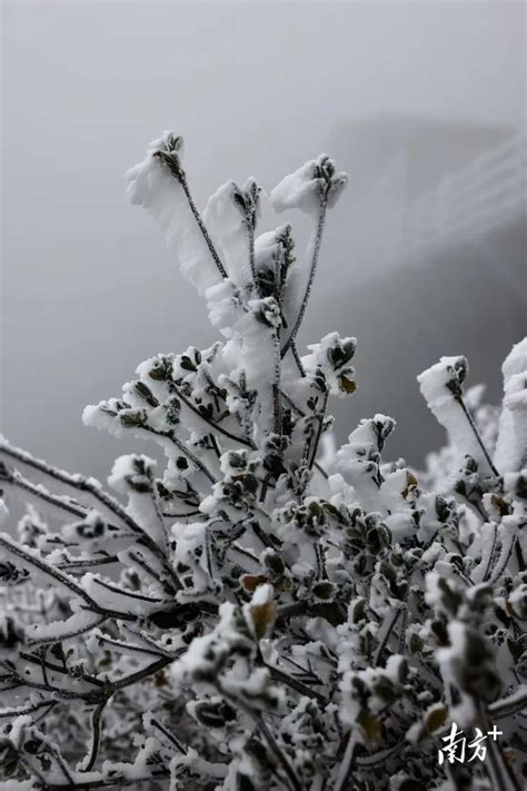 广州下雪|真的实现了！广东下雪了！